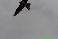 DSC_5360
